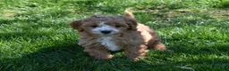 Cavapoo dogs for sale: Ace - Ad 7