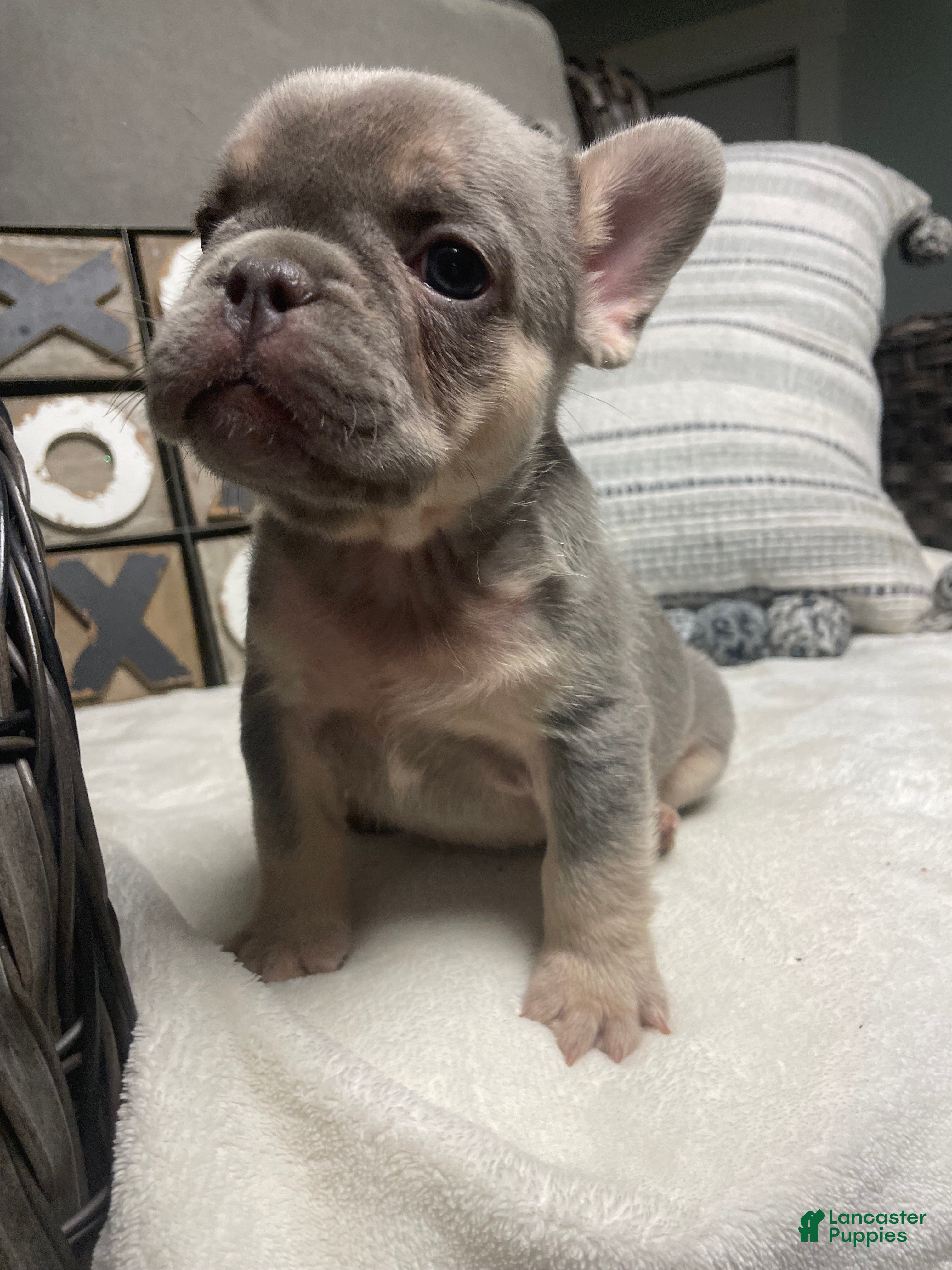 French Bulldog dogs French Bulldog Puppy 2 - Ad 14