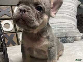 French Bulldog dogs French Bulldog Puppy 2 - Ad 14