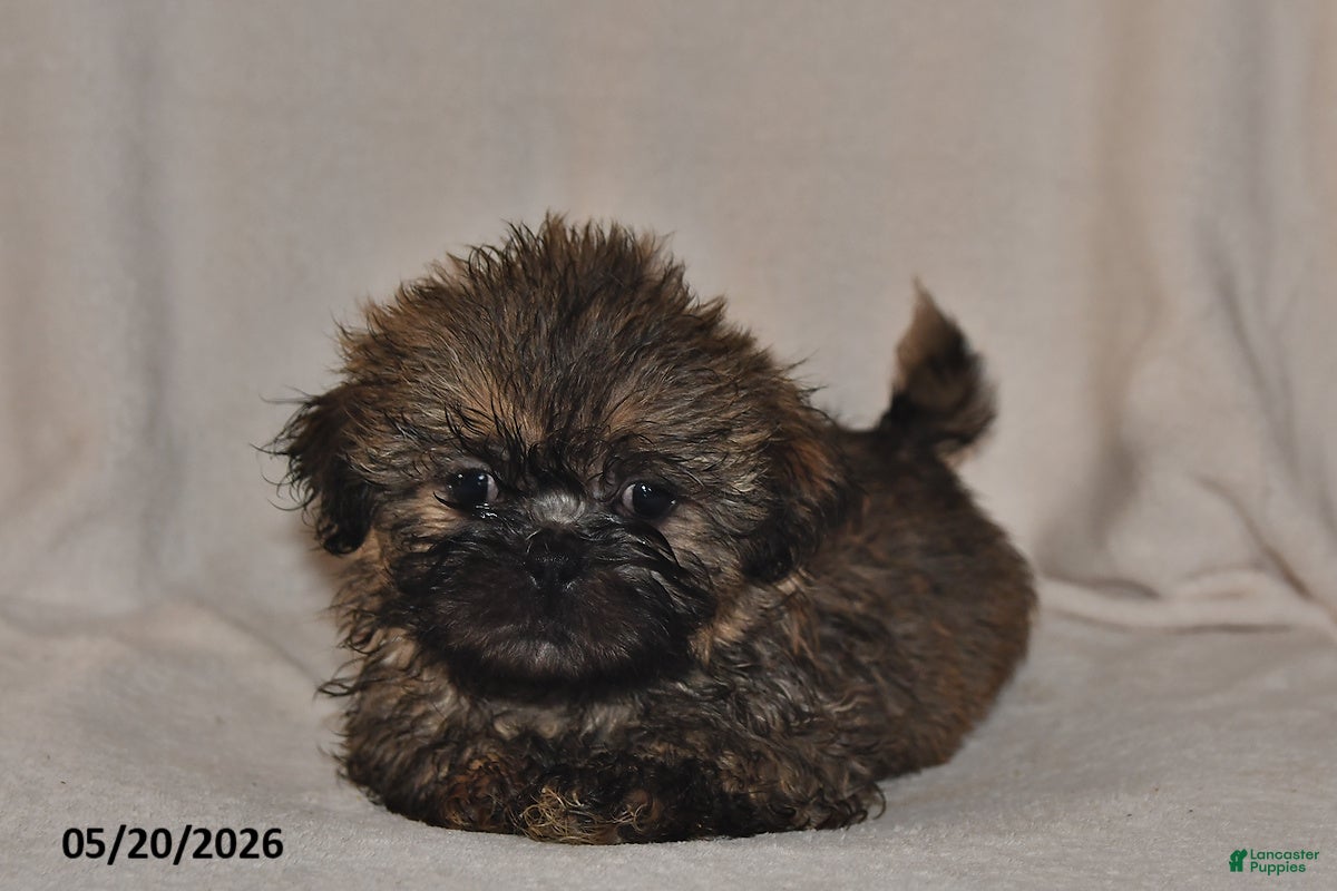Teddy Bear dogs Carter - Ad 2