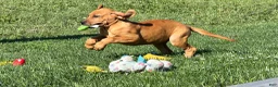 Great Dane dogs for sale: Melody  - Ad 8