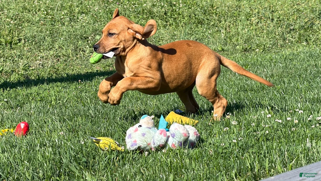 Great Dane dogs for sale: Melody  - Ad 8