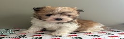 Havanese dogs for sale: Snuggles   - Ad 4