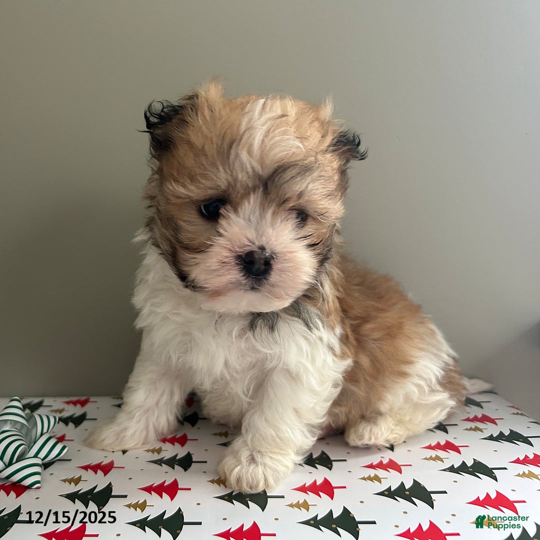 Havanese dogs for sale: Snuggles   - Ad 4