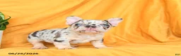 French Bulldog dogs for sale: Diamond  - Ad 8