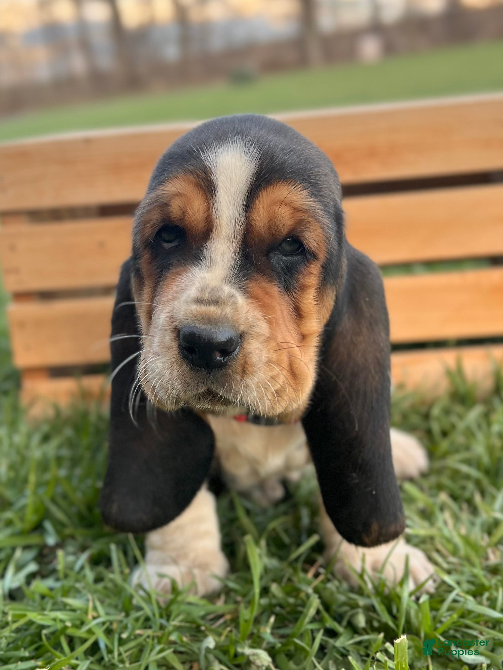 Basset Hound dogs Madeline - Ad 1