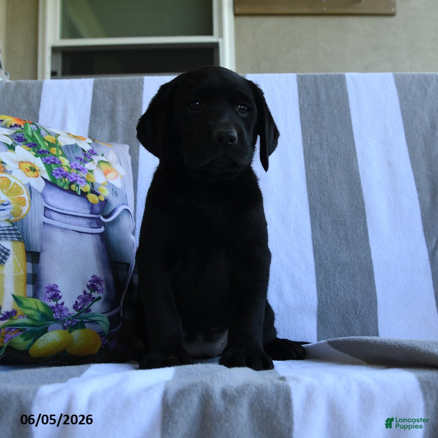 Labrador Retriever dogs Lotty - Ad 2