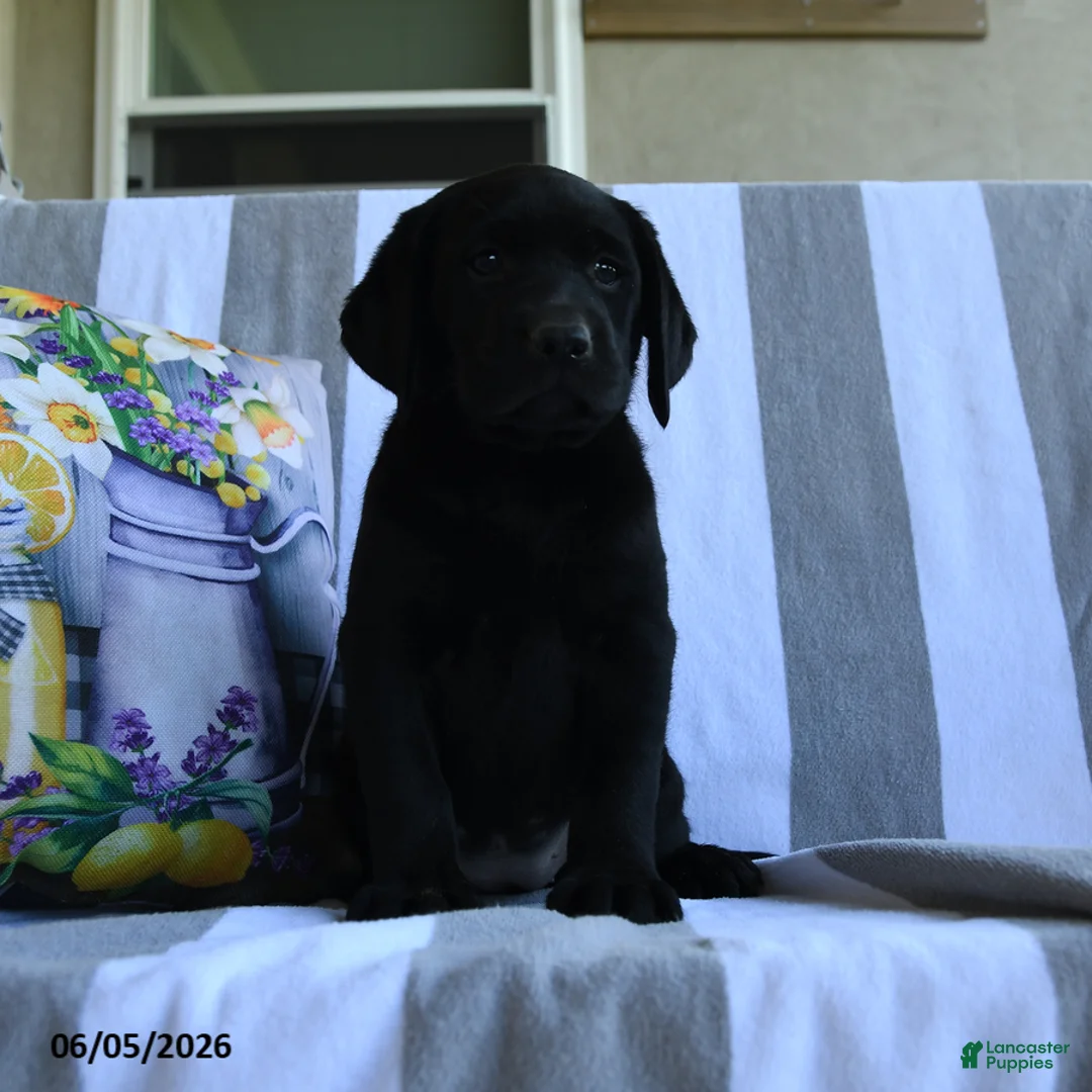 Labrador Retriever dogs for sale: Lotty - Ad 2