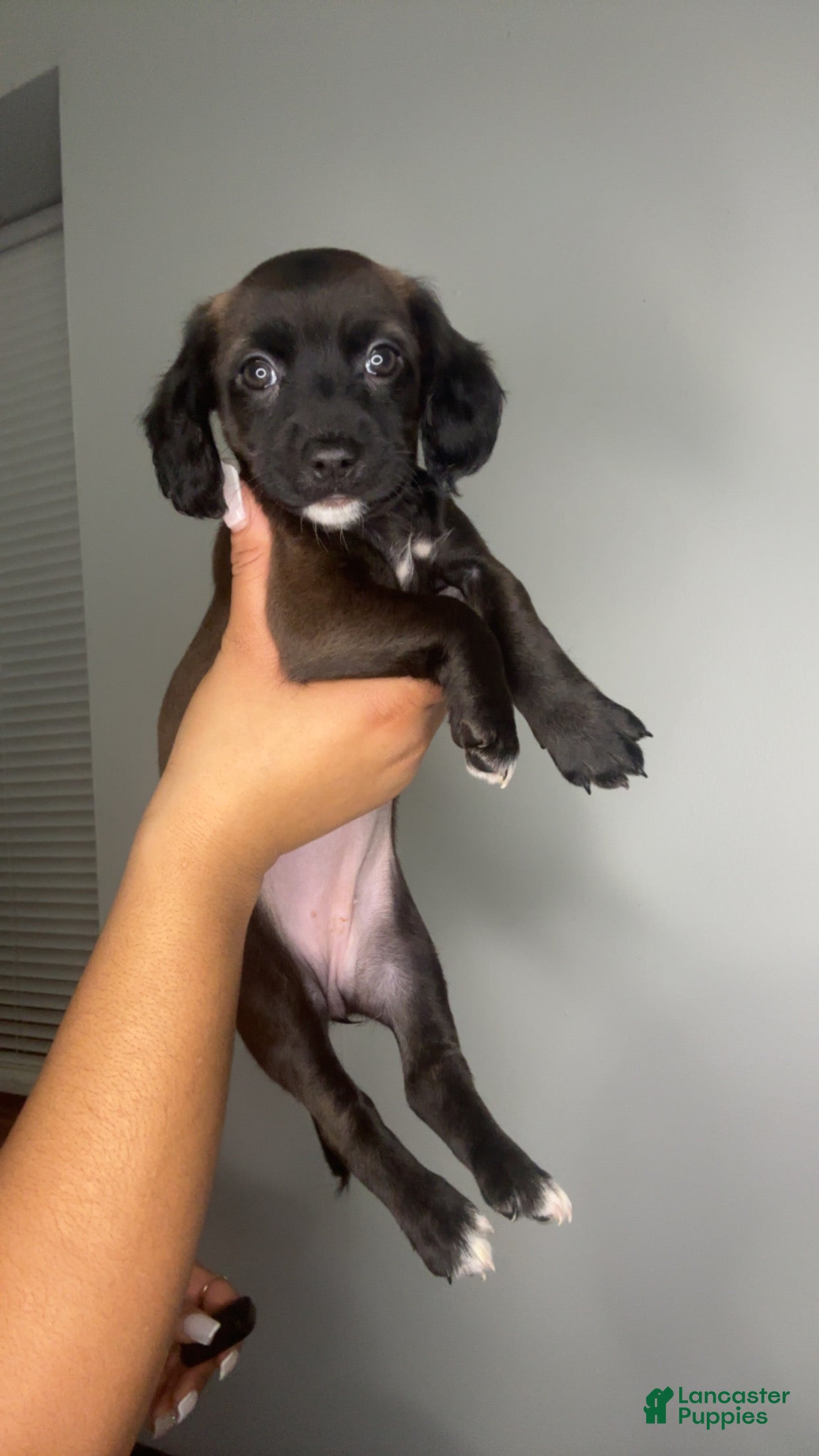 Mixed Breed dogs Blue Ivy  - Ad 26