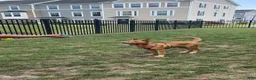 Mixed Breed dogs for sale: Leiley - Ad 3