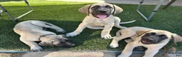 Mixed Breed dogs for sale: Arlo - Ad 9