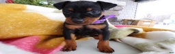 Miniature Pinscher dogs for sale: Miniature Pinscher Puppy 3 Lily - Ad 2