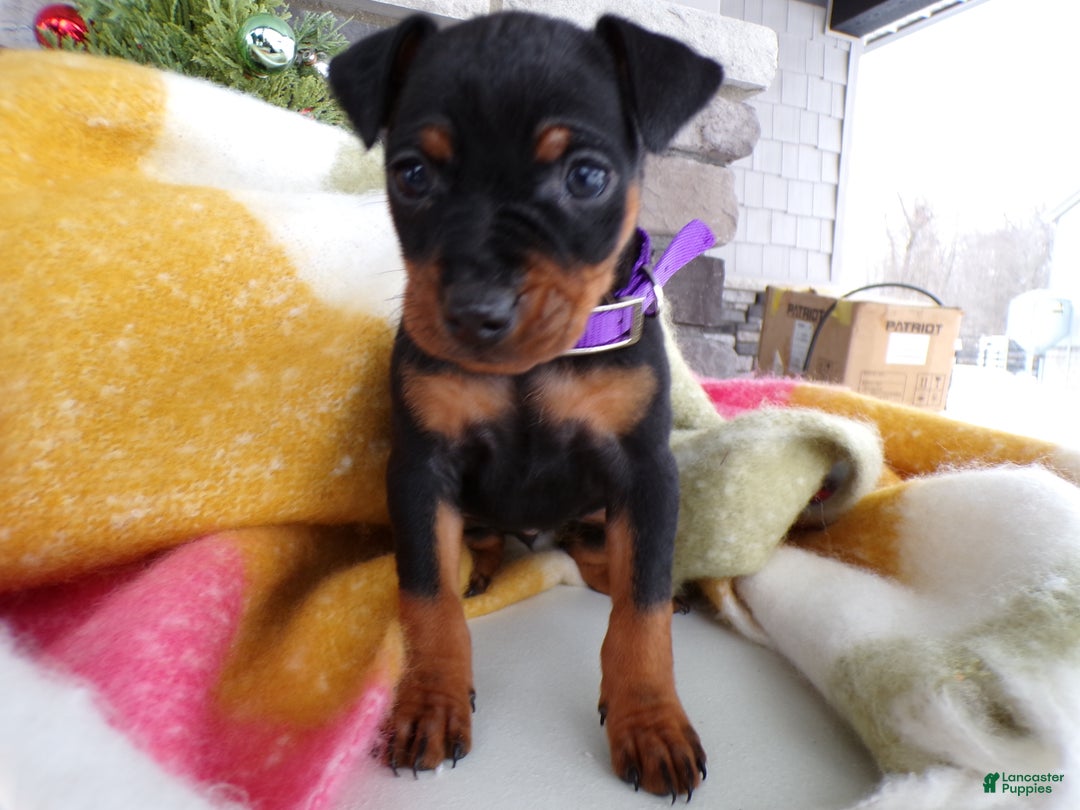 Miniature Pinscher dogs for sale: Miniature Pinscher Puppy 3 Lily - Ad 2