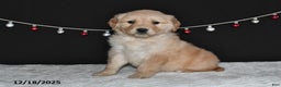 Golden Retriever dogs for sale: Allison - Ad 5