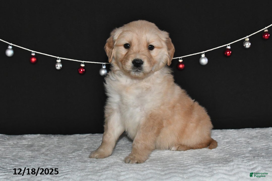 Golden Retriever dogs for sale: Allison - Ad 5