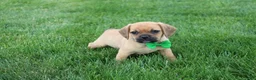 Puggle dogs for sale: Rascal - Ad 4