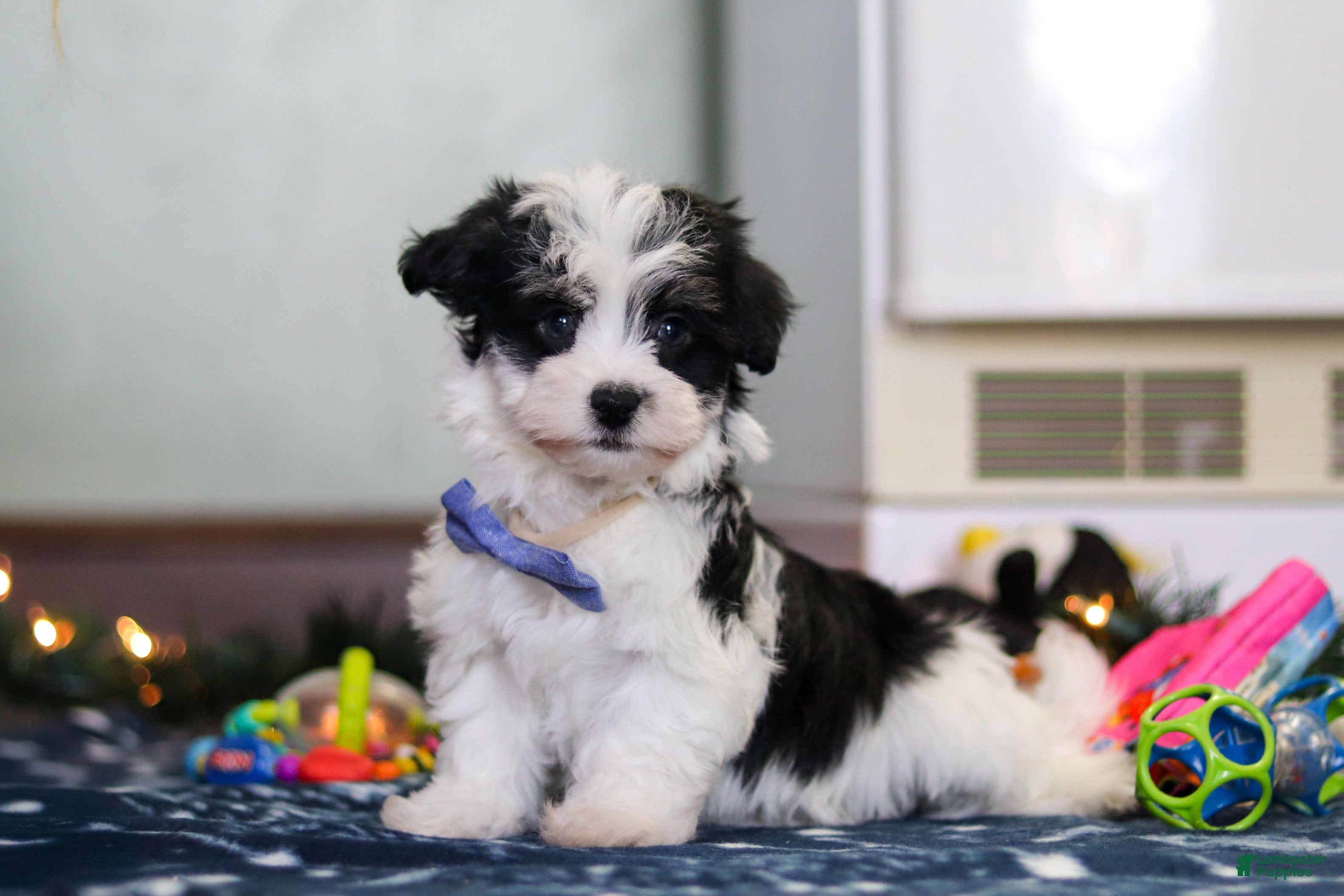 Havanese dogs Milo - Ad 31