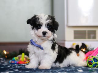 Havanese dogs Milo - Ad 32