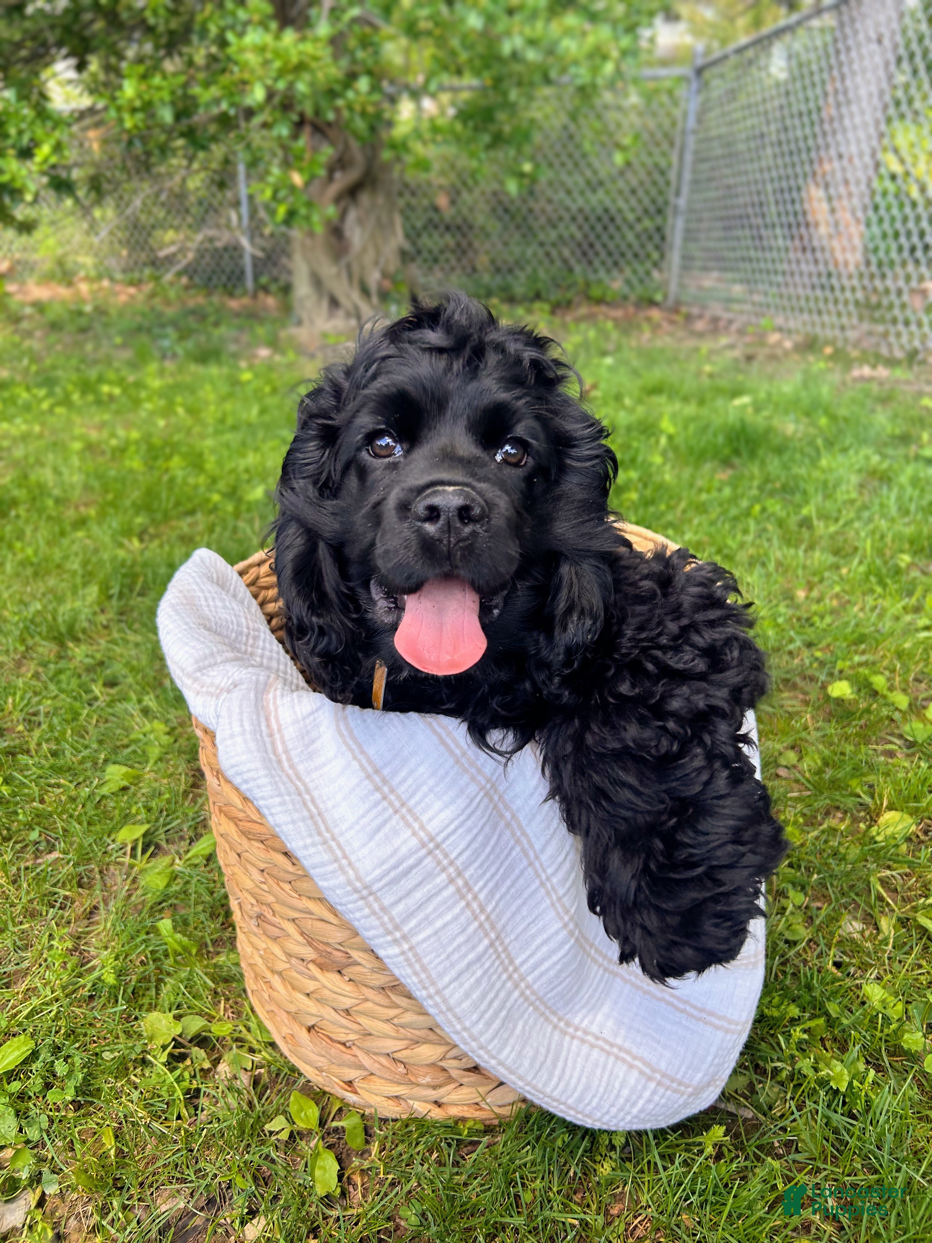 Cocker Spaniel dogs “Bark” Vader - Ad 24