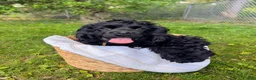 Cocker Spaniel dogs for sale: “Bark” Vader - Ad 1