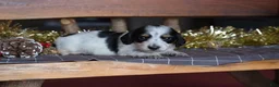 Dachshund dogs for sale: Princess - Ad 17