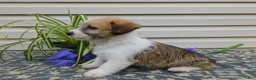 Corgipoo dogs for sale: Lacey  - Ad 3