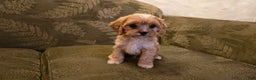 Cavapoo dogs for sale: Wyatt - Ad 8