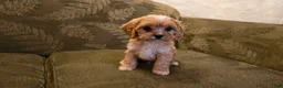 Cavapoo dogs for sale: Wyatt - Ad 8