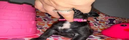 Cane Corso dogs for sale: Pink Collar Female - Ad 4