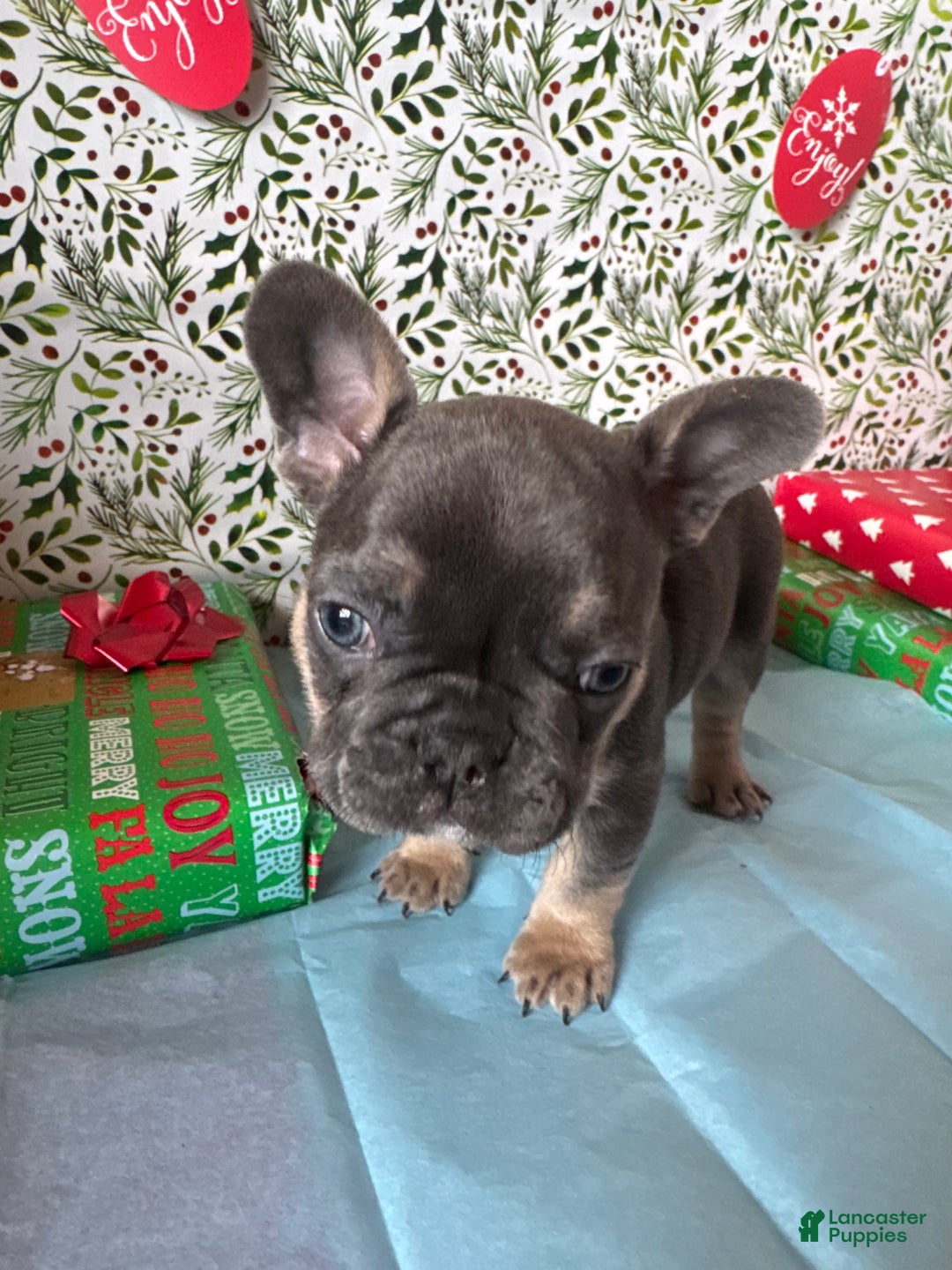 French Bulldog dogs for sale: RILEY - Ad 2