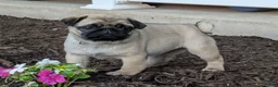 Pug dogs for sale: Pug Puppy 3 - Ad 3