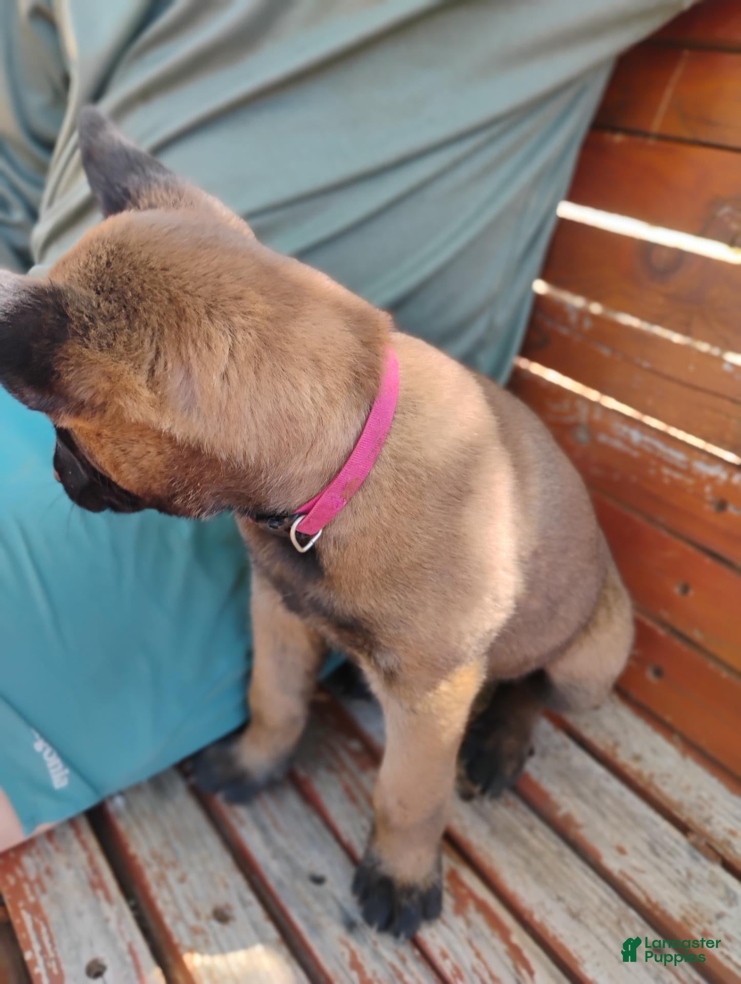 Belgian Malinois dogs Pink Collar - Ad 2