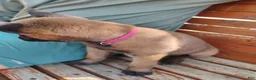 Belgian Malinois dogs for sale: Pink Collar - Ad 2