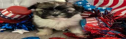 Shih Tzu dogs for sale: Nico - Ad 9