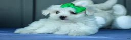 Maltese dogs for sale: PACO - Ad 5