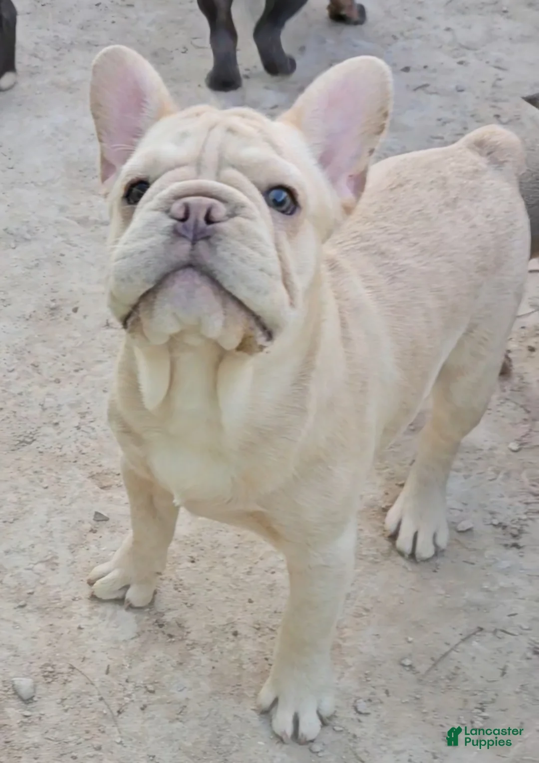 French Bulldog dogs for sale: French Bulldog Puppy 2 - Ad 11