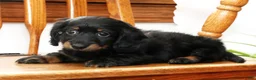 Miniature Dachshund dogs for sale: Vandavale - Ad 8