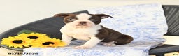 Boston Terrier dogs for sale: Coffee - Ad 3