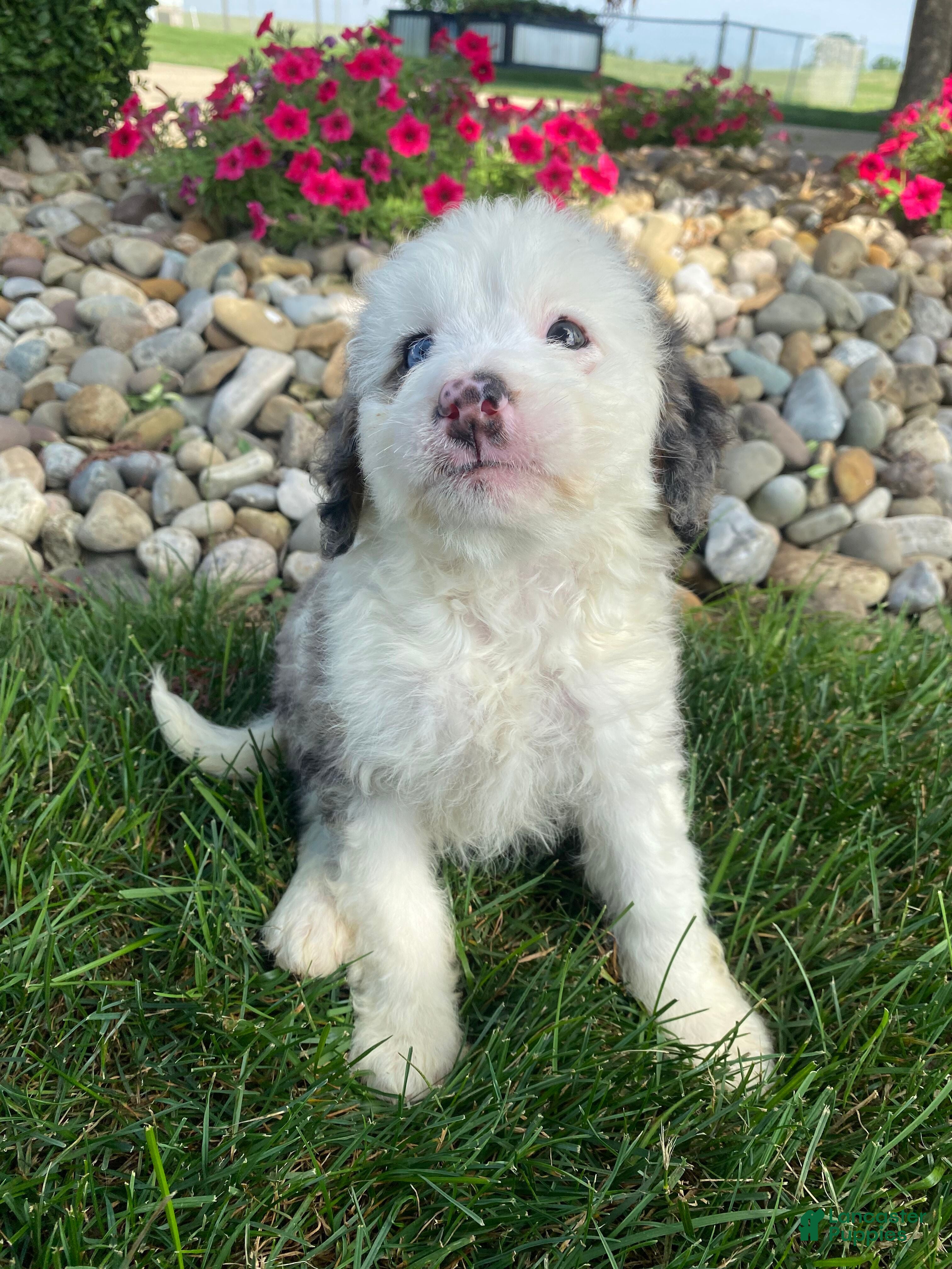 Mini Bernedoodle dogs Tonya - Ad 2