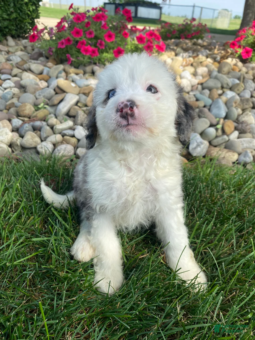 Mini Bernedoodle dogs for sale: Tonya - Ad 2