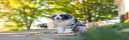 Miniature Australian Shepherd dogs for sale: Zoomer - Ad 4