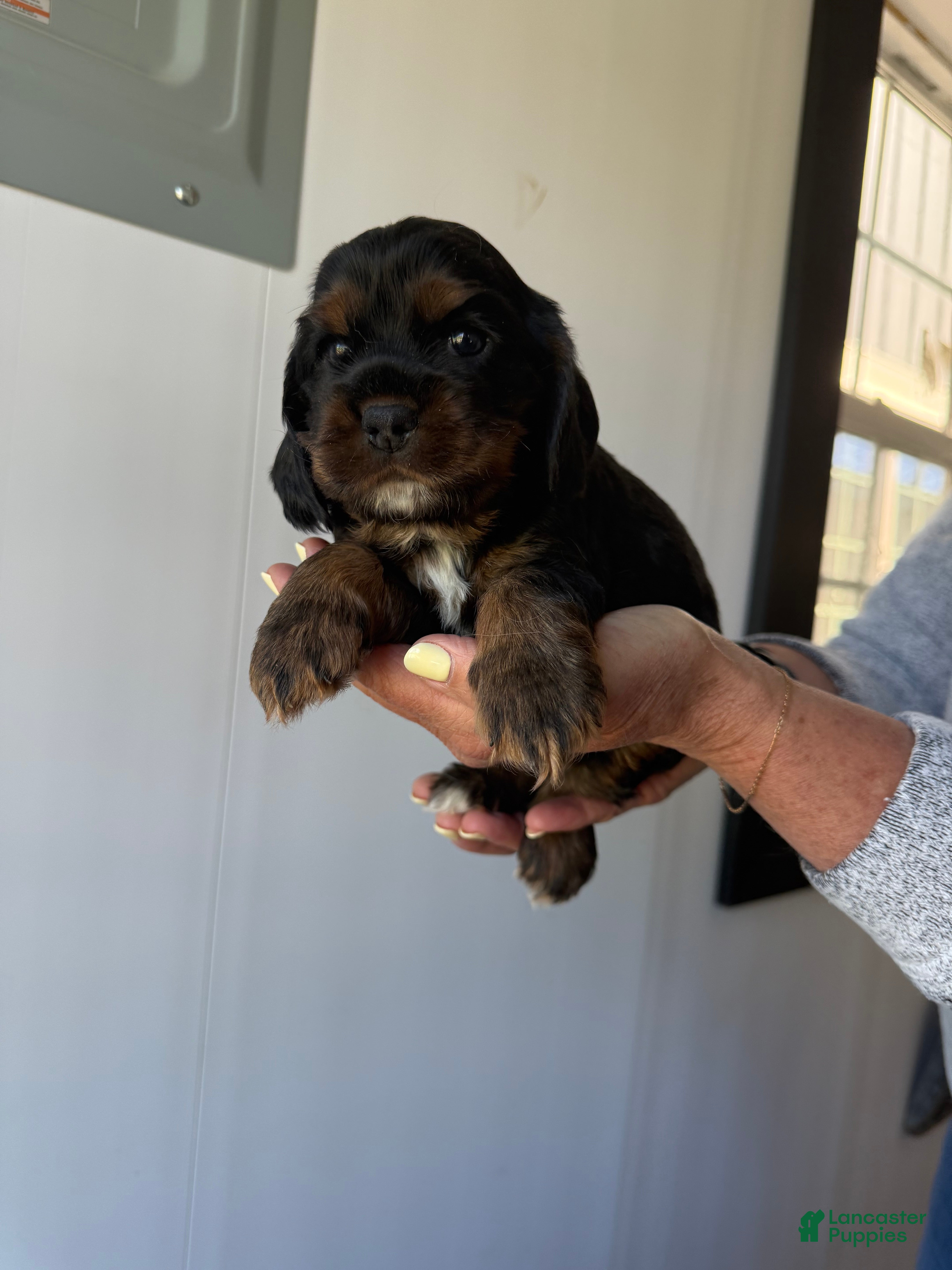 Cocker Spaniel dogs for sale: Enzo - Ad 4