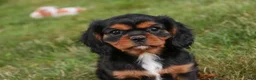 Cavalier King Charles Spaniel dogs for sale: Loki Cavalier King Charles Spaniel - Ad 9