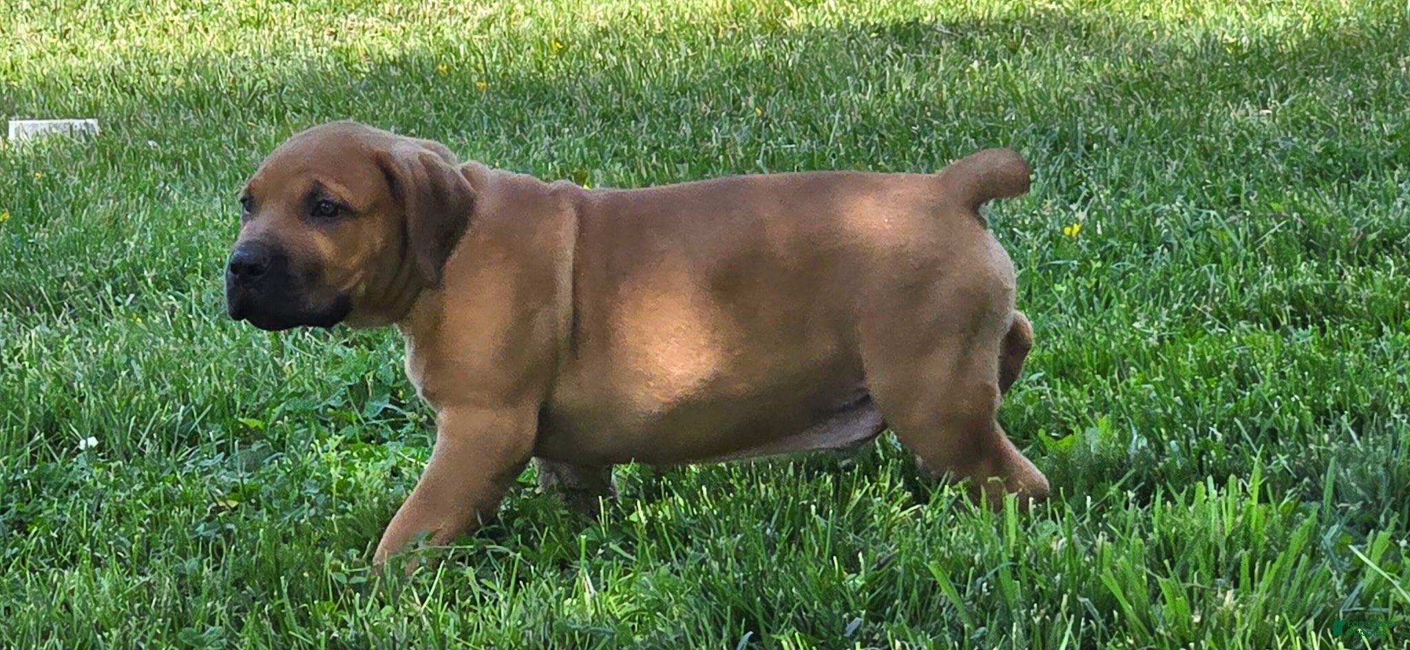 South African Boerboels dogs South African Boerboels Puppy 5 - Ad 7