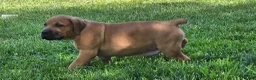 South African Boerboels dogs for sale: South African Boerboels Puppy 5 - Ad 1