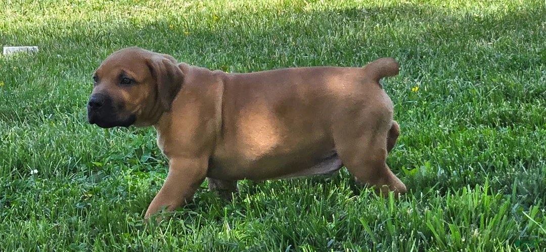 South African Boerboels dogs for sale: South African Boerboels Puppy 5 - Ad 1