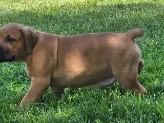 South African Boerboels dogs South African Boerboels Puppy 5 - Ad 7
