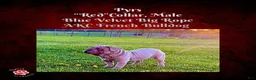 French Bulldog dogs for sale: Pyrs “Red”Collar, Male - Ad 3