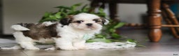 Shih Tzu dogs for sale: Logan - Ad 7
