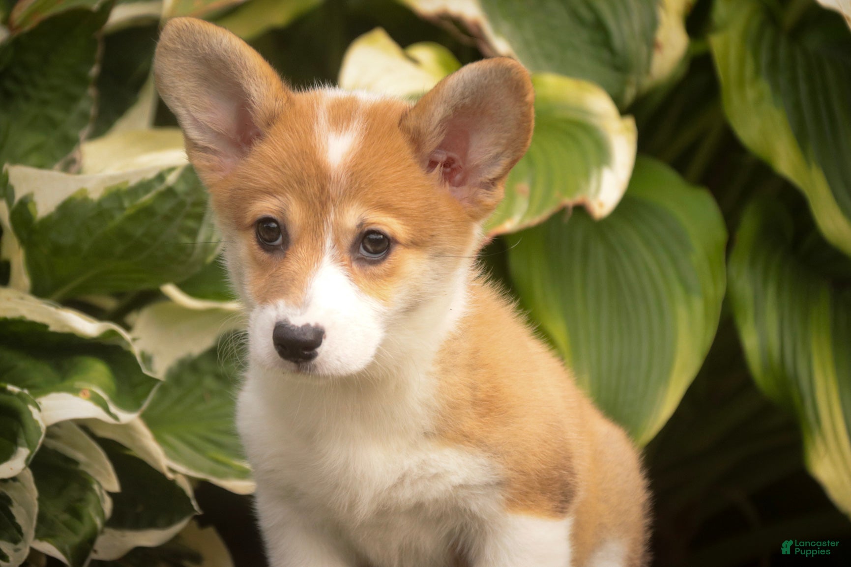 Welsh Corgi Pembroke dogs Mila Welsh Corgi Pembroke  - Ad 2